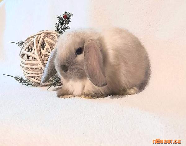 Zakrslí beránci Minilop s VP 