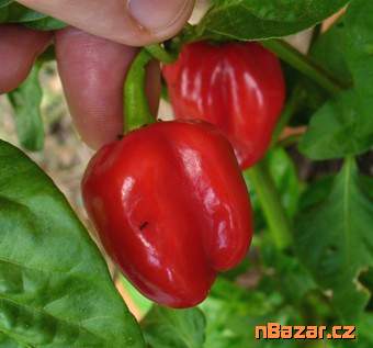 Chilli Habanero Tobago seasoning 