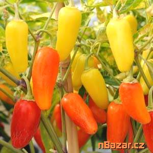 Chilli Numex Pinata