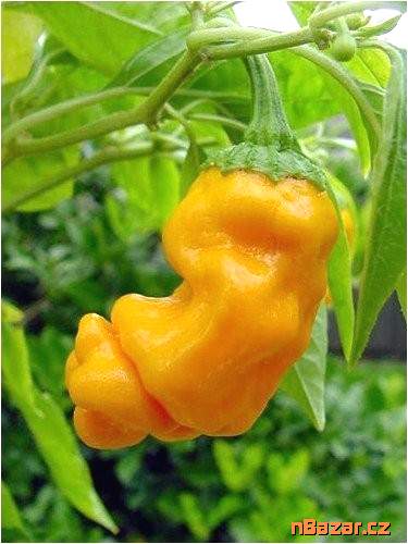 Chilli Pepper Peter Yellow