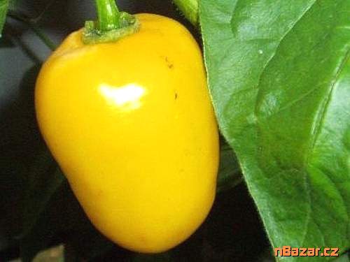 Chilli Rocoto Yellow 