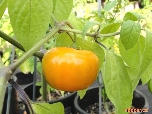 Chilli Rocoto Orange