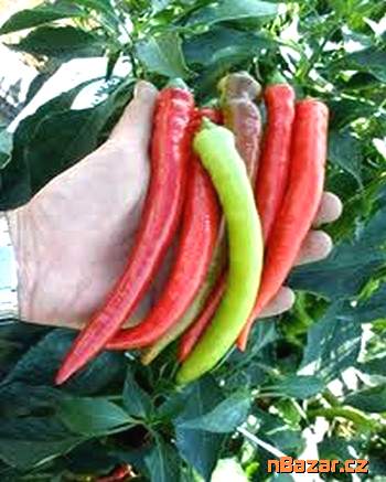 Paprika kozí roh Beros
