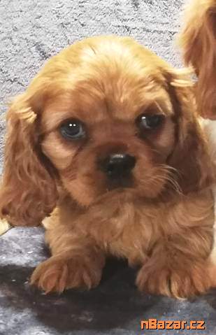 Kavalír king charles španěl Kavalír king charles španěl