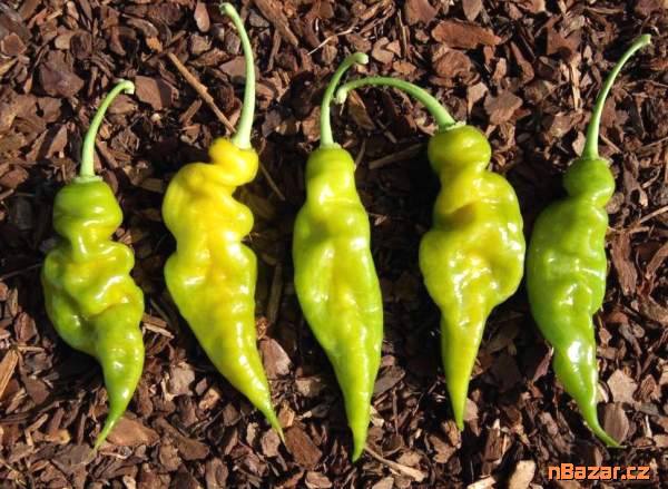 Chilli Trinidad Scorpion Green Balení obsahuje 10