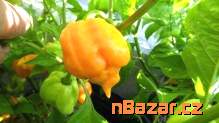 Chilli Trinidad Moruga Scorpion Yellow Balení obs