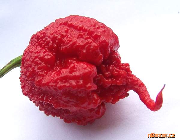 Chilli Carolina reaper Balení obsahuje 10 semen