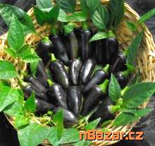 Chilli Black Hungarian Balení obsahuje 10 semen