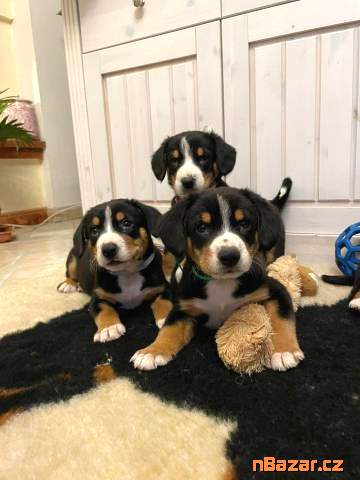 Entlebušský salašnícky pes Entlebušský salašnícky pes