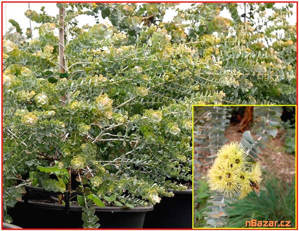 Eucalyptus kruseana - Blahovičník - semena