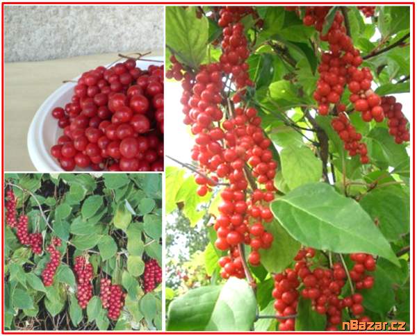 Schizandra chinensis - Klanopraška čínská - semen