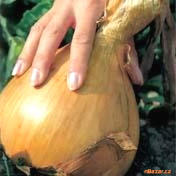 cibule Globo