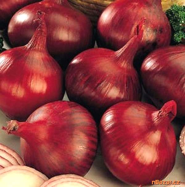 cibule Karmen