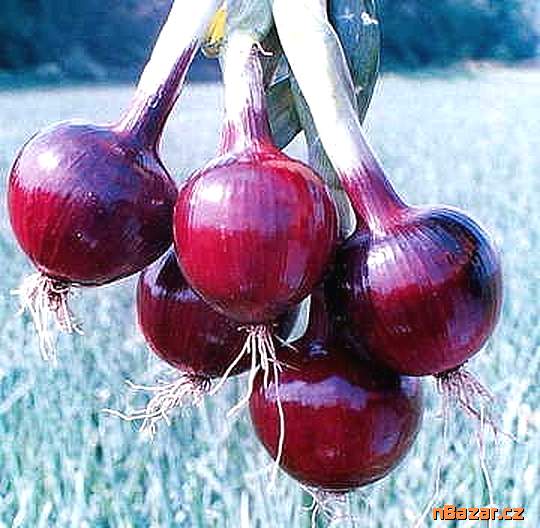 cibule Lilia