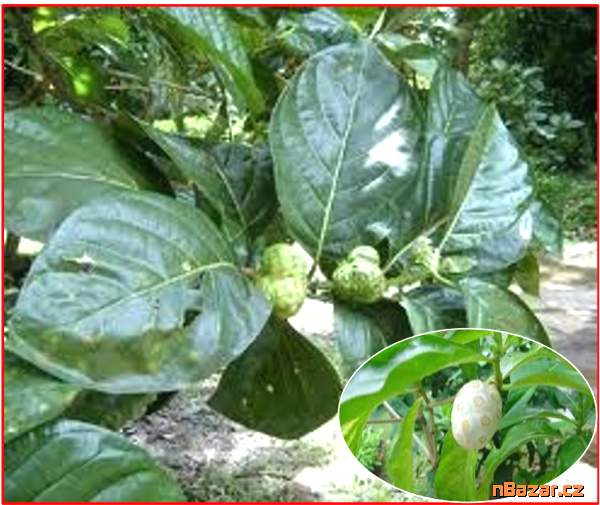 Noni citrusolistá  - SEMENA