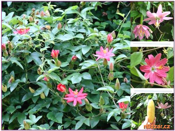 Passiflora mollissima - Mučenka banánová - semena