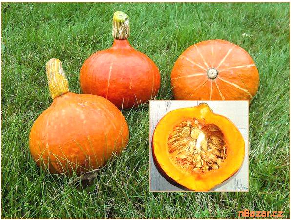 Tykev Hokkaido orange - SEMENA