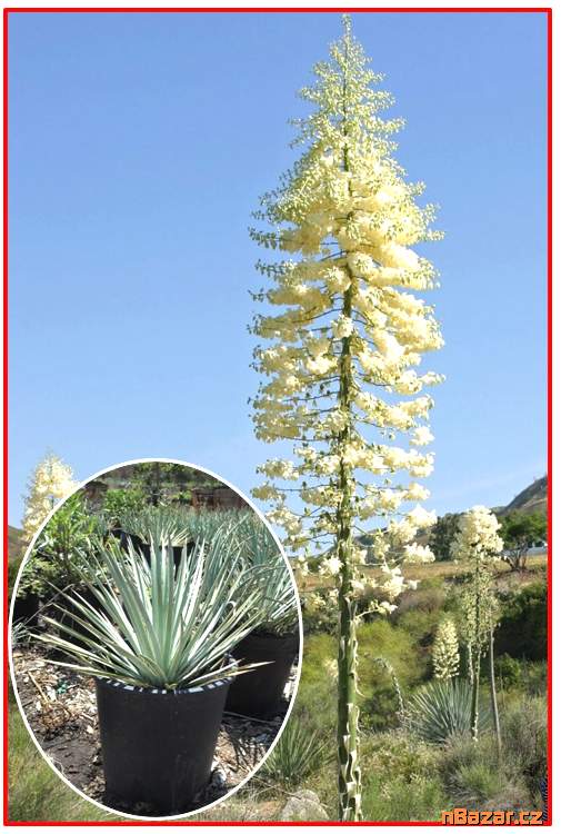 Yucca Whippleije - SEMENA