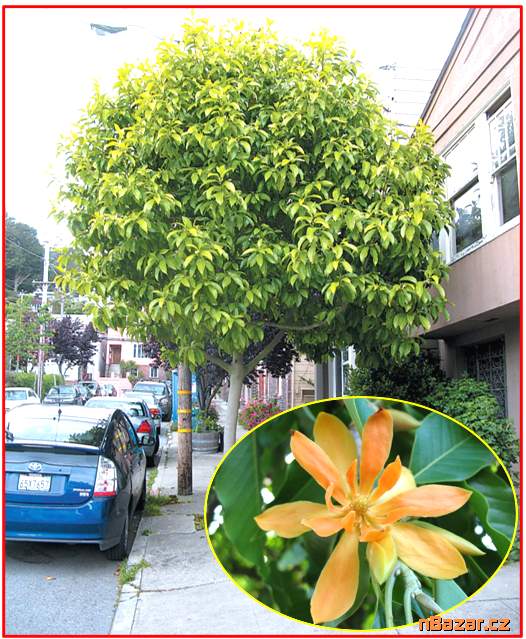 Liriodendron tulipifera - semena