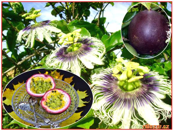 Passiflora edulis - SEMENA