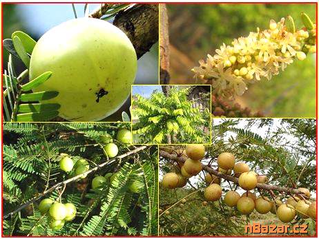 Phyllanthus Emblica - SEMENA
