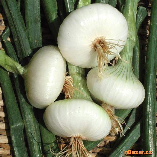 cibule Bianca Di Maggio - SEMENA