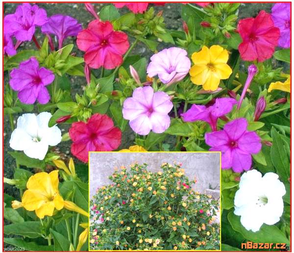 Mirabilis Jalapa Nocenka mix barev - SEMENA