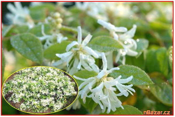 Loropetalum Chinense - SEMENA