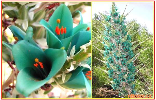 Puya Berteroniana - SEMENA