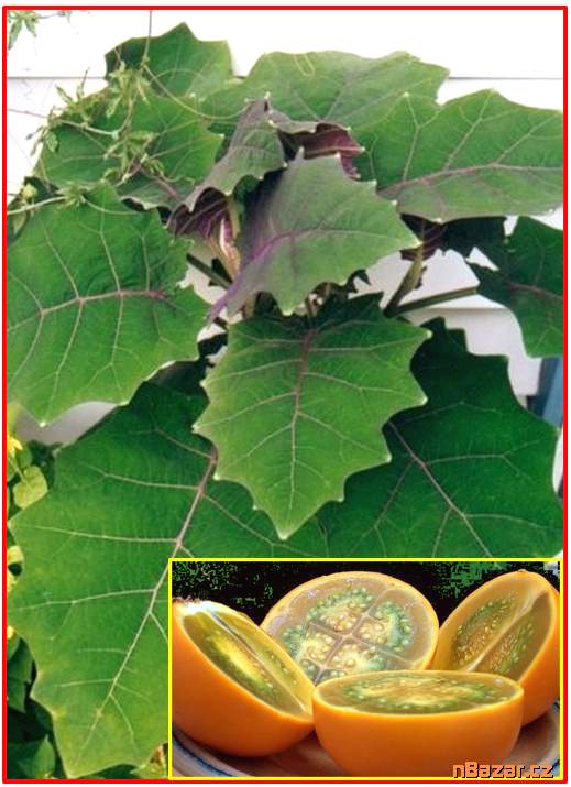 Solanum quitoense - SEMENA Solanum quitoense - SEMENA