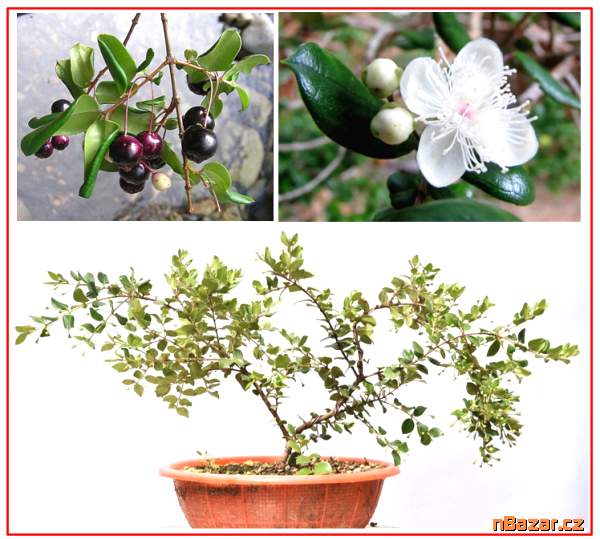 Luma apiculata - SEMENA