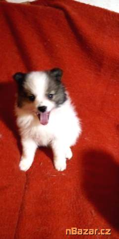 Německý spic střední strakoš Německý spic střední strakoš