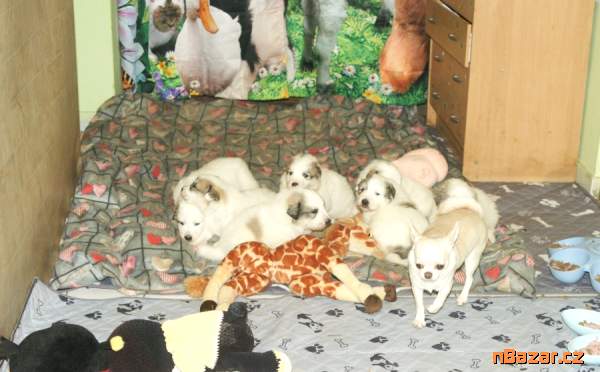 Pyrenejský horský pes chlupáči