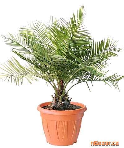 Palma Jubaea chilensis Balení obsahuje 1 semeno