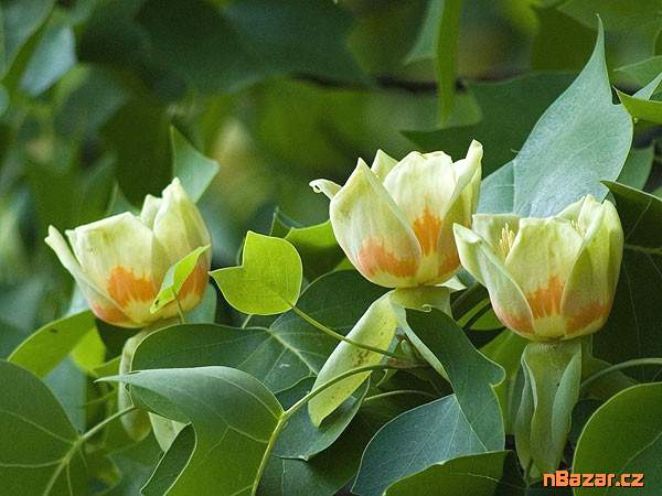 Liriodendron tulipifera - Liliovník tulipánokvětý