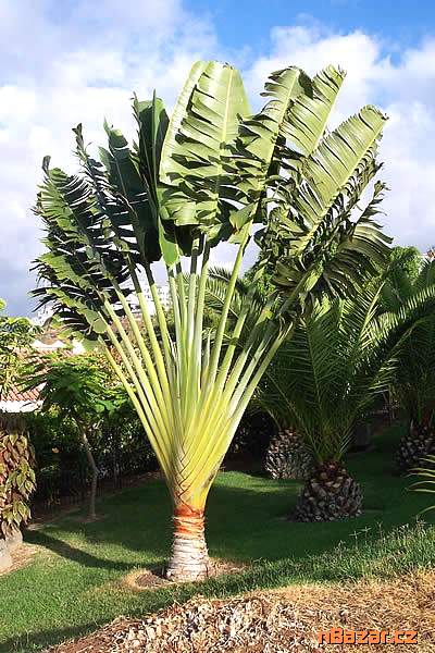 Ravenala Madagascariensis - Palma poutníků Balení