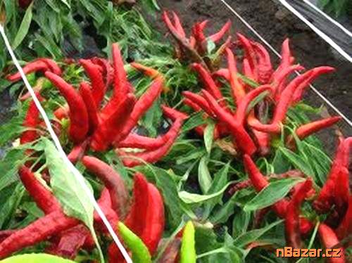 Paprika Karkulka roční kořeninová Balení obsahuje
