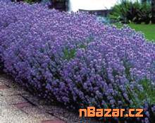 Levandule - Lavandula angustifolia Balení obsahuj