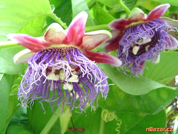 Passiflora quadrangularis - Mučenka obrovská Bale