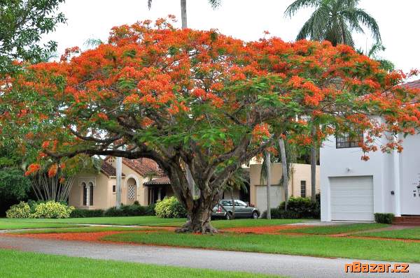 Delonix Regia - Ohňový strom Balení obsahuje 5 se