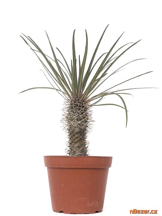 Pachypodium geayi Balení obsahuje 8 semen