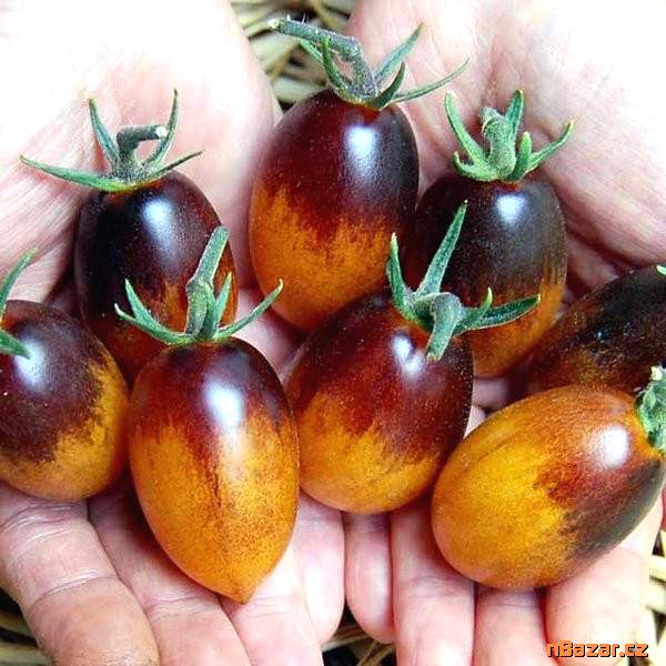 Rajče Indigo Kumquat Balení obsahuje 10 semen