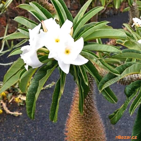 Pachypodium Lamerei - Madagaskarská palma Balení 