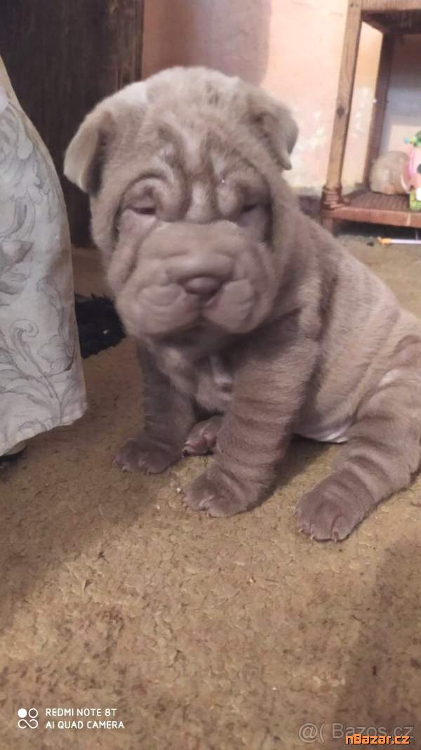 Štěňátka šarpejů s PP Štěňátka šarpejů s PP