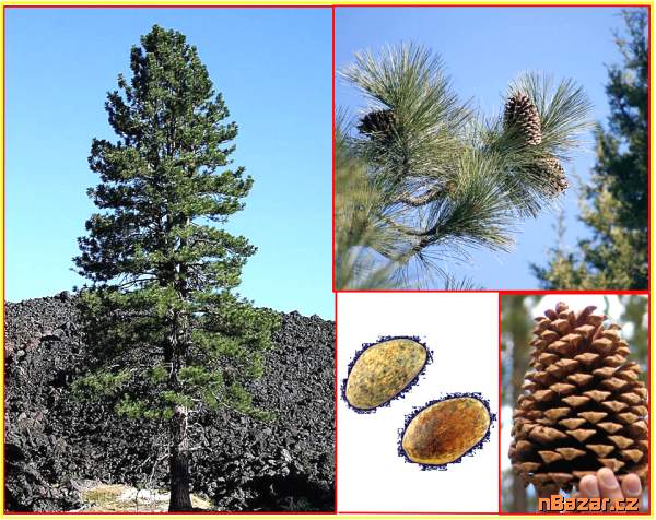 sazenice Borovice Jeffreyova - Pinus Jeffreyi-sem
