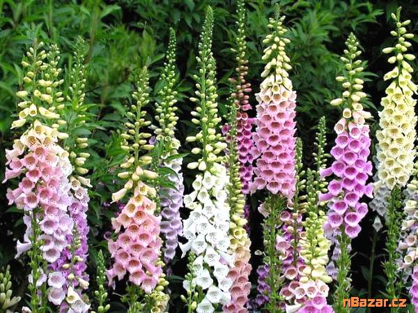 Digitalis Grandiflora - Náprstník směs barev 