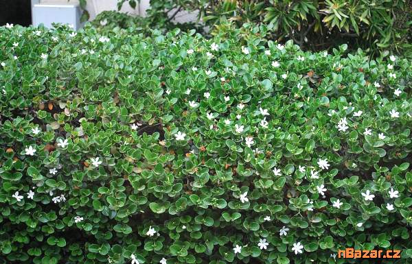 Carissa macrocarpa Balení obsahuje 7 semen