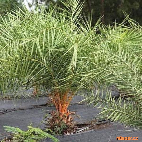 Palma Phoenix Sylvestris Robusta Balení obsahuje 