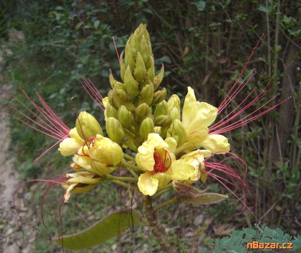 Caesalpinia Gilliesii Balení obsahuje 5 semen