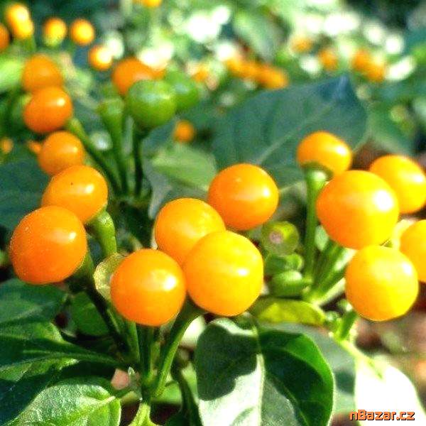 Chilli Aji Charapita Balení obsahuje 10 semen